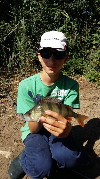 Eurasian perch, 0.3 kg — Kazimieravo