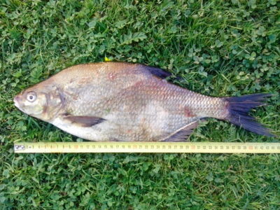 Carp bream, 1.1 kg — Kavarsko