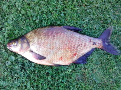 Carp bream, 1.6 kg — Šventoji