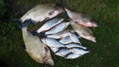 Carp bream ×3 — Neman River