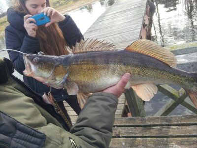Pike perch, 5.6 kg — Sartai