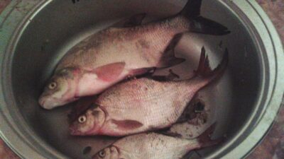 Carp bream, 3.1 kg