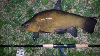 Tench, 2.0 kg
