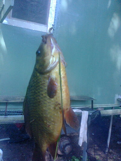 Crucian carp, 0.7 kg — Elektrėnai reservoir