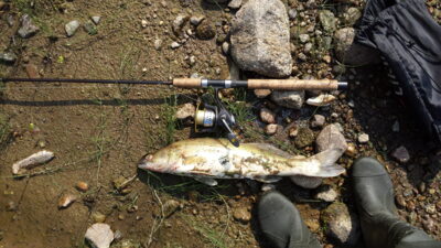 Pike perch, 1.6 kg — Neman River