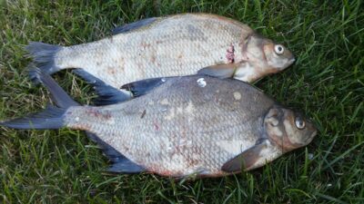 Carp bream ×3