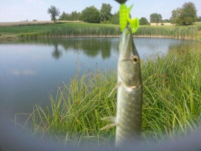 Northern Pike