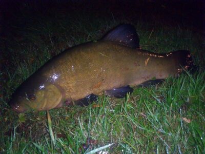Tench, 2.7 kg