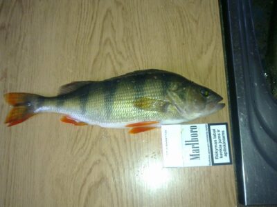 Eurasian perch, 0.8 kg