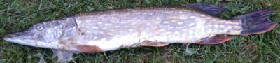 Northern Pike, 1.0 kg