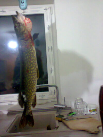 Northern Pike, 5.1 kg — Sartai
