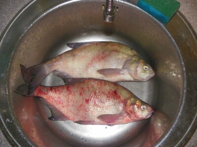 Carp bream, 1.0 kg — Kuršių