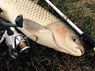 Grass carp, 3.4 kg