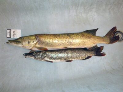 Northern Pike, 3.8 kg — Puožas