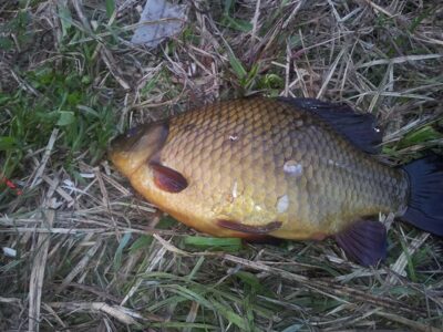 Crucian carp, 1.1 kg