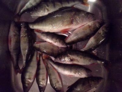 Eurasian perch