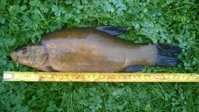 Tench, 0.8 kg