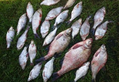 Carp bream, 0.9 kg — Smeltalė