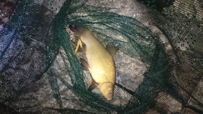 Tench, 0.3 kg — Paežerių