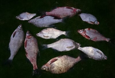 Carp bream ×11 — Smeltalė