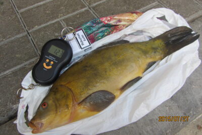 Tench, 1.2 kg — Liškiavis