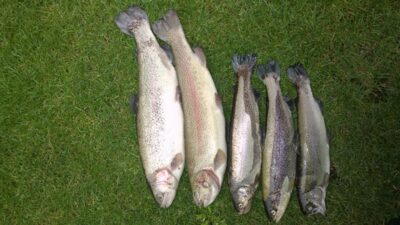 Ocean Trout ×5