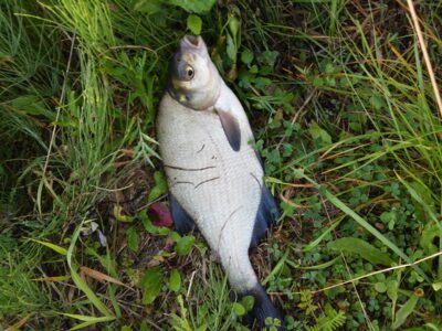 Carp bream, 0.5 kg
