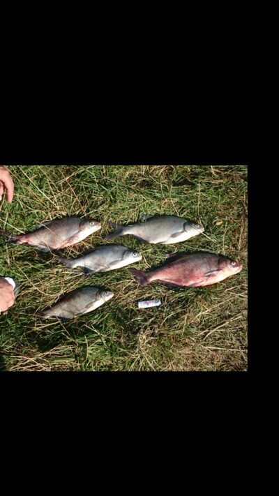 Carp bream ×5 — Kuršių