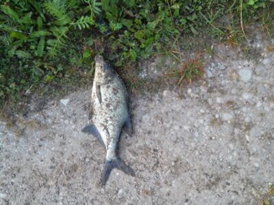 Carp bream, 0.3 kg