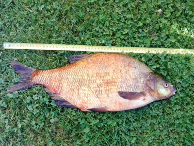 Carp bream, 2.2 kg — Kavarsko