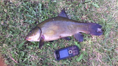 Tench, 0.7 kg — Dargaičių