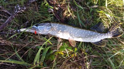 Northern Pike, 1.5 kg — Neris River