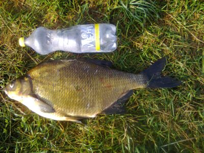 Carp bream, 2.6 kg — Mūša