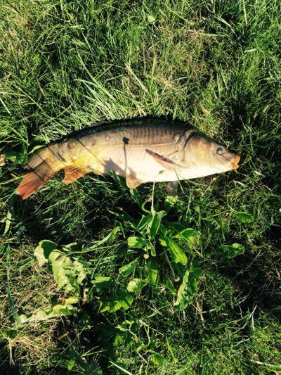 Carp, 1.0 kg