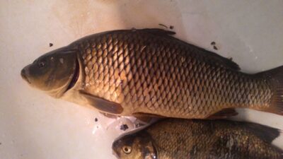 Carp, 2.4 kg