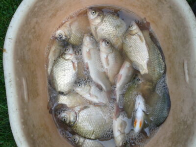 Prussian carp