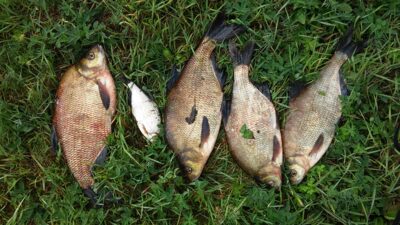 Carp bream ×4 — Neris River