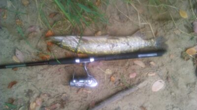 Northern Pike, 2.1 kg — Minija