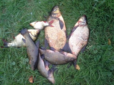 Tench ×3