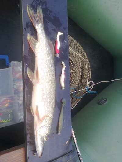 Northern Pike, 0.7 kg — Mominys