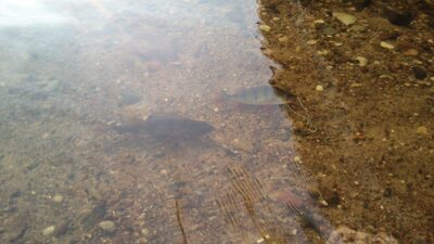 Eurasian perch ×2 — Neman River