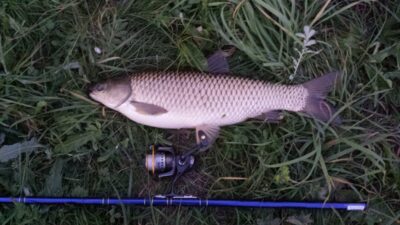 Grass carp