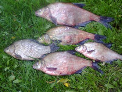 Carp bream ×4 — Dvariukų
