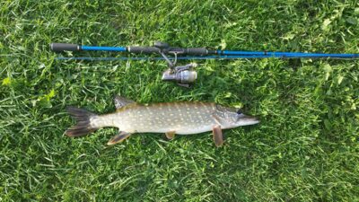 Northern Pike, 1.5 kg