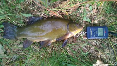 Tench, 0.7 kg