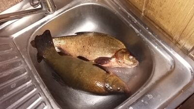Tench, 1.4 kg — Kadrėnų