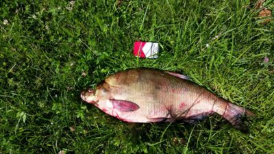 Carp bream, 4.1 kg — Kuršių