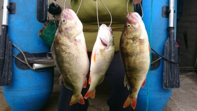 Eurasian perch, 0.9 kg — Kuršių