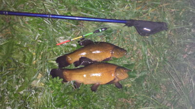 Tench, 1.1 kg