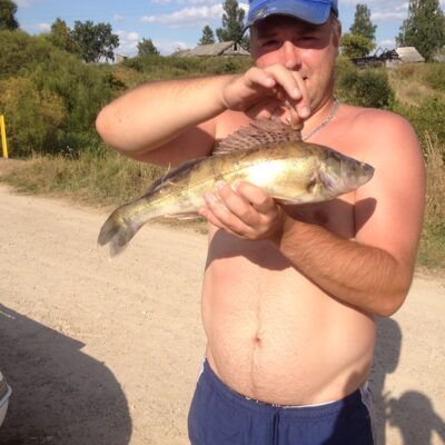 Pike perch, 1.2 kg — Pociūnų